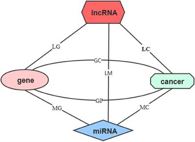 Detecting lncRNA–Cancer Associations by Combining miRNAs, Genes, and Prognosis With Matrix Factorization